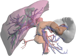 胰腺